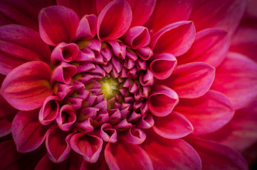 dahlia flower