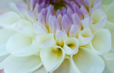 white chrysanthemum flower