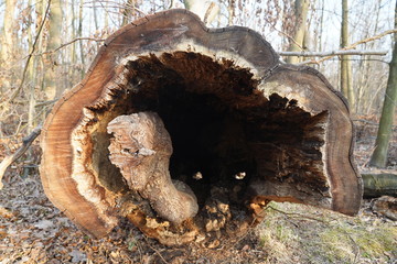 Tree trunk empty inside in vivo. Hollow in the trunk of a fallen tree