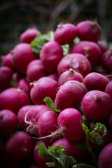 Round Radishes in the Famer's Market