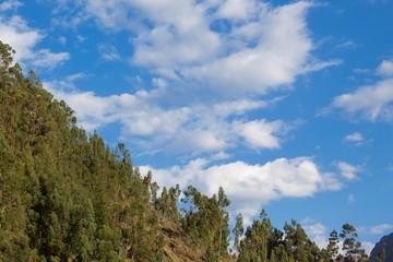 forest and sky