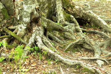 tree roots on the surface of the earth