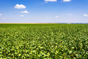 Fototapeta na wymiar green leaves and beans of young soybeans in the field