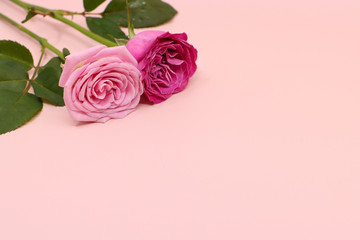 Fototapeta na wymiar pink rose on pink background