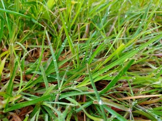 snail on a green grass