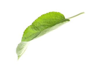 Fototapeta premium Green leaf of apple tree isolated on white