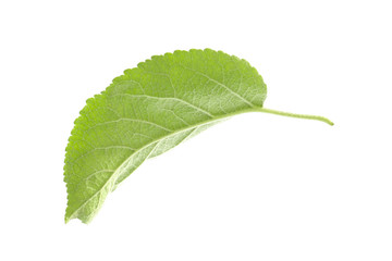 Green leaf of apple tree isolated on white