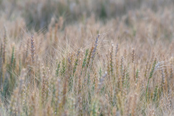 Yellow and green wheat field and sunny day. Ripe yellow wheat ears in the farm land