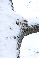 Snowy trees in winter. Trees covered with hoarfrost and snow in winter. Christmas snowy backgroundic holiday background.