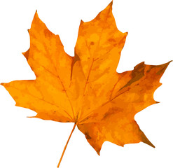 Autumn leaf. Autumn maple leaf isolated on a white background. Vector illustration