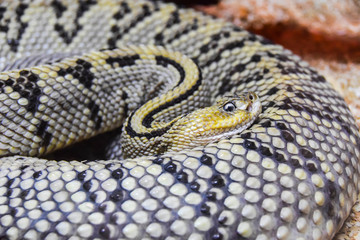 portrait of a snake lying in an aviary