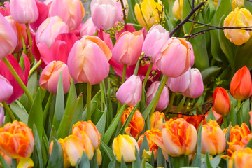 many bright multicolored beautiful tulip flowers pink yellow orange