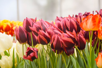bright dark red tulips  many  multicolored beautiful  flowers pink