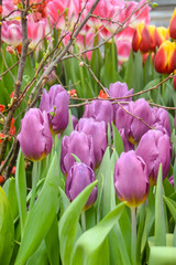 Naklejka premium purple tulips with a decorative branch