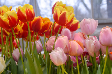 bright pink and yellow red tulips