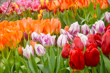 many bright multicolored beautiful tulip flowers red yellow orange