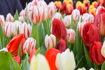  white and red tulips in green leaves