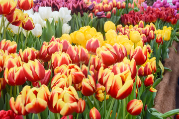 yellow red tulips in green leaves