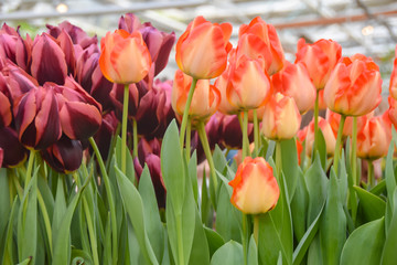 bright dark red and orange tulips with torn petals