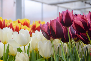 many bright multicolored beautiful tulip flowers red yellow orange