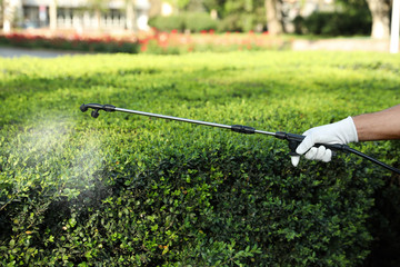 Worker spraying pesticide onto green bush outdoors, closeup. Pest control