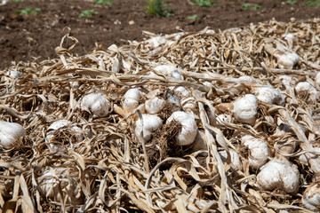 Garlic: Bunch of fresh garlic harvest on soil ground. Freshly dug heads of garlic bulbs.
