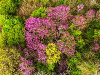 Aerial drone view of blooming green and pink trees in summer season.
