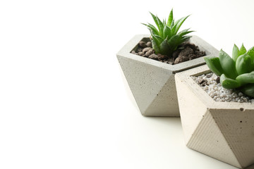 Succulent plants in concrete pots on white table, closeup. Space for text