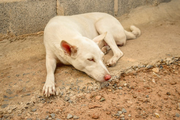 White Dog from Thailand, White Dog from Thailand country