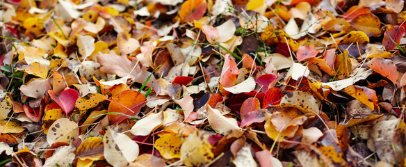 Beautiful autumn leaves on grass. The bright colors of fall. Blurred image, selective focus