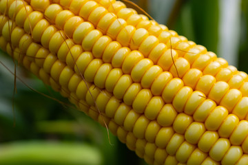 stump of corn full of grain in the field