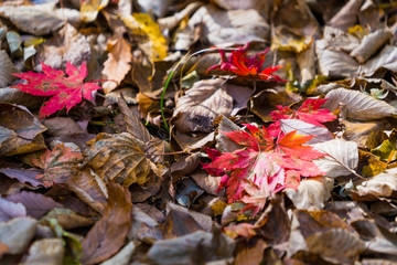 Autumn forest in Korean Mountain