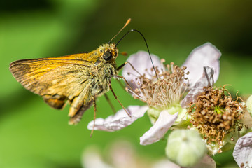 butterfly on a flower
