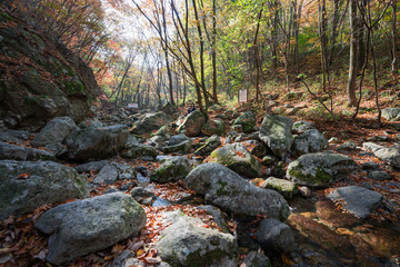 Fototapeta na wymiar Autumn forest with stone moss in Korean Mountain