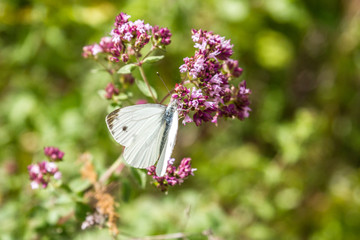 butterfly on a flower