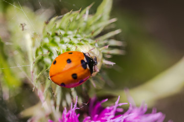 ladybird on a flower
