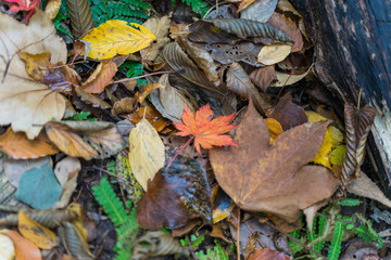 Autumn forest in Korean Mountain