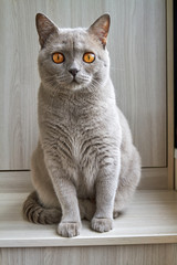 A gray british cat sits on the balcony near the window