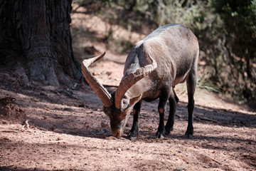 Muflón de grandes cuernos comiendo en el bosque