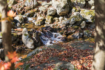Autumn forest in Korean Mountain stream