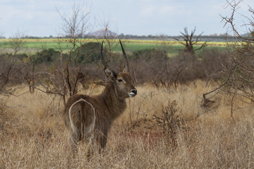 Male waterbuck (Kobus ellipsiprymnus) grazing in a field in Kruger National Park, South Africa