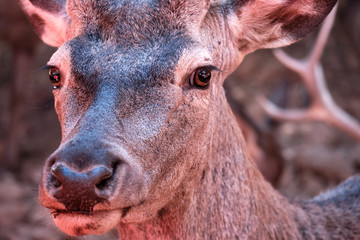 Fototapeta premium Retrato a poca distancia de un ciervo macho