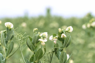 Blooming pea, field of young shoots and white flowers