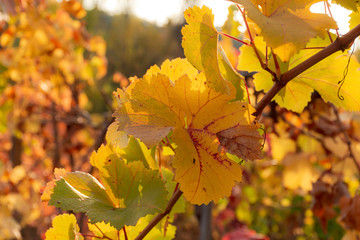 Autumn leaves of grapes in the bright sunlight. Beautiful autumn natural background. Soft focus. Atmospheric solar shot of a vine.