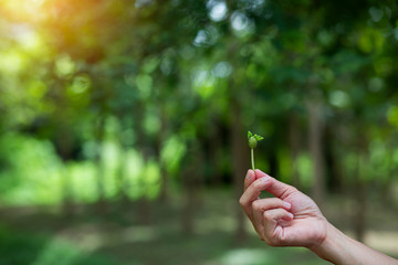 hand holding light bulb against nature, icons energy sources for renewable
