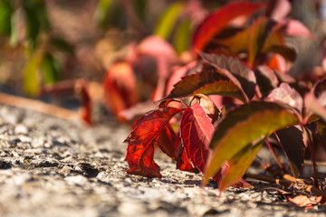 Red autumn leaves of wild grapes. Autumn background of leaves. Leaves in selective focus. Beautiful blurred background. Bright sunlight.
