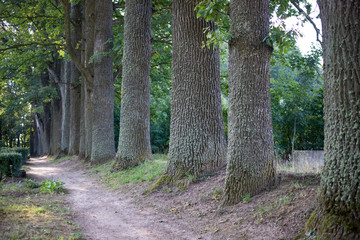 footpath in the old tree alley