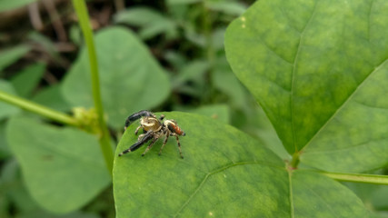 Little spider on the leaf 