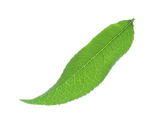 Obraz premium Fresh green peach leaf isolated on white