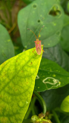 Tiny little bug on the green leaf 